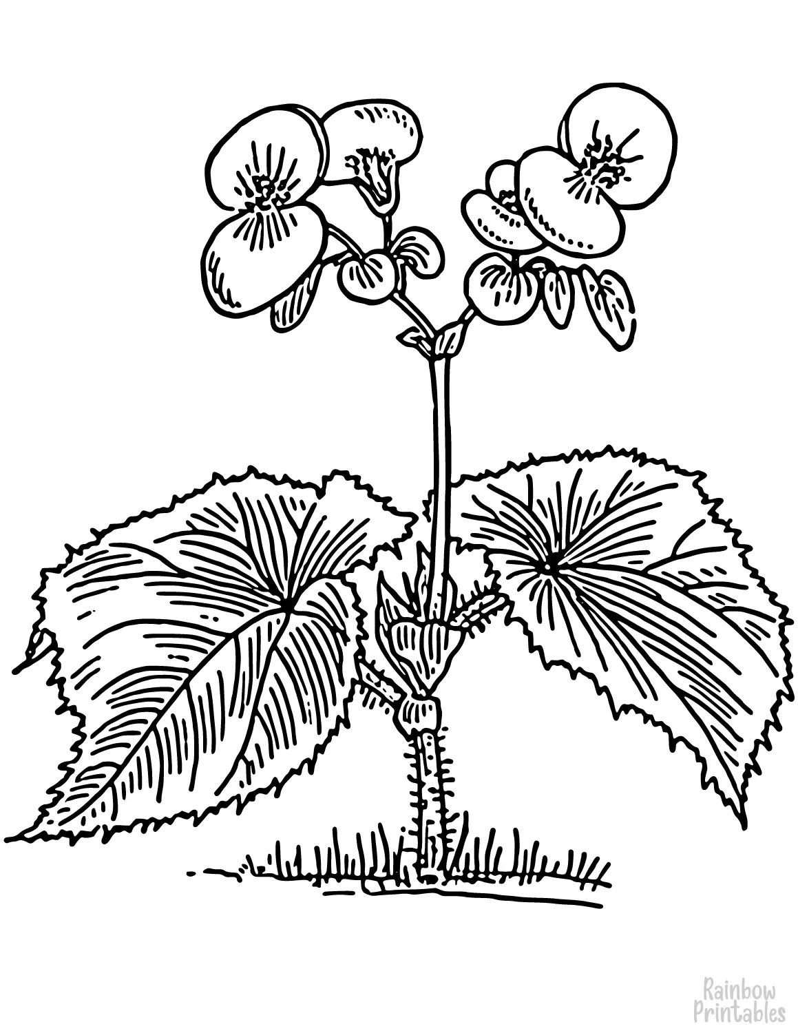 SIMPLE-EASY-line-drawings-BEGONIA-FLOWER-coloring-page-for-kids Outline