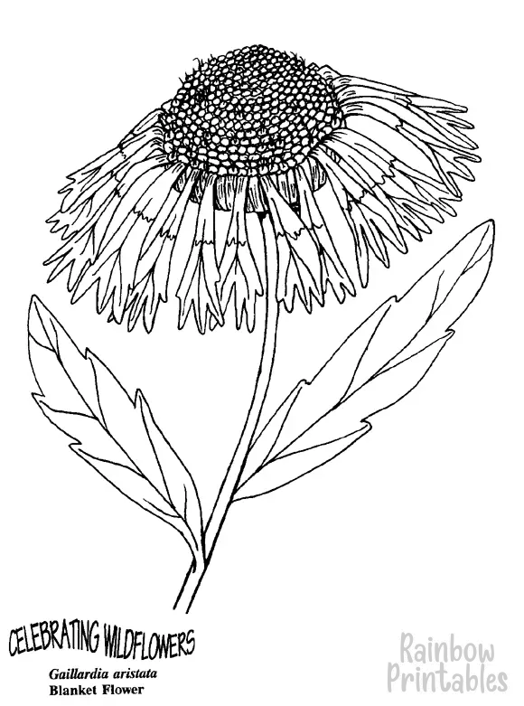 SIMPLE-EASY-line-drawings-BLANKET FLOWER-coloring-page-for-kids Outline