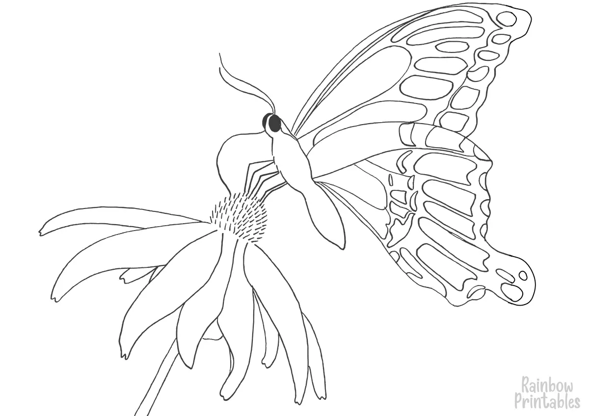 SIMPLE-EASY-line-drawings-BUTTERFLY ON DAISY -Pot-coloring-page-for-kids Outline