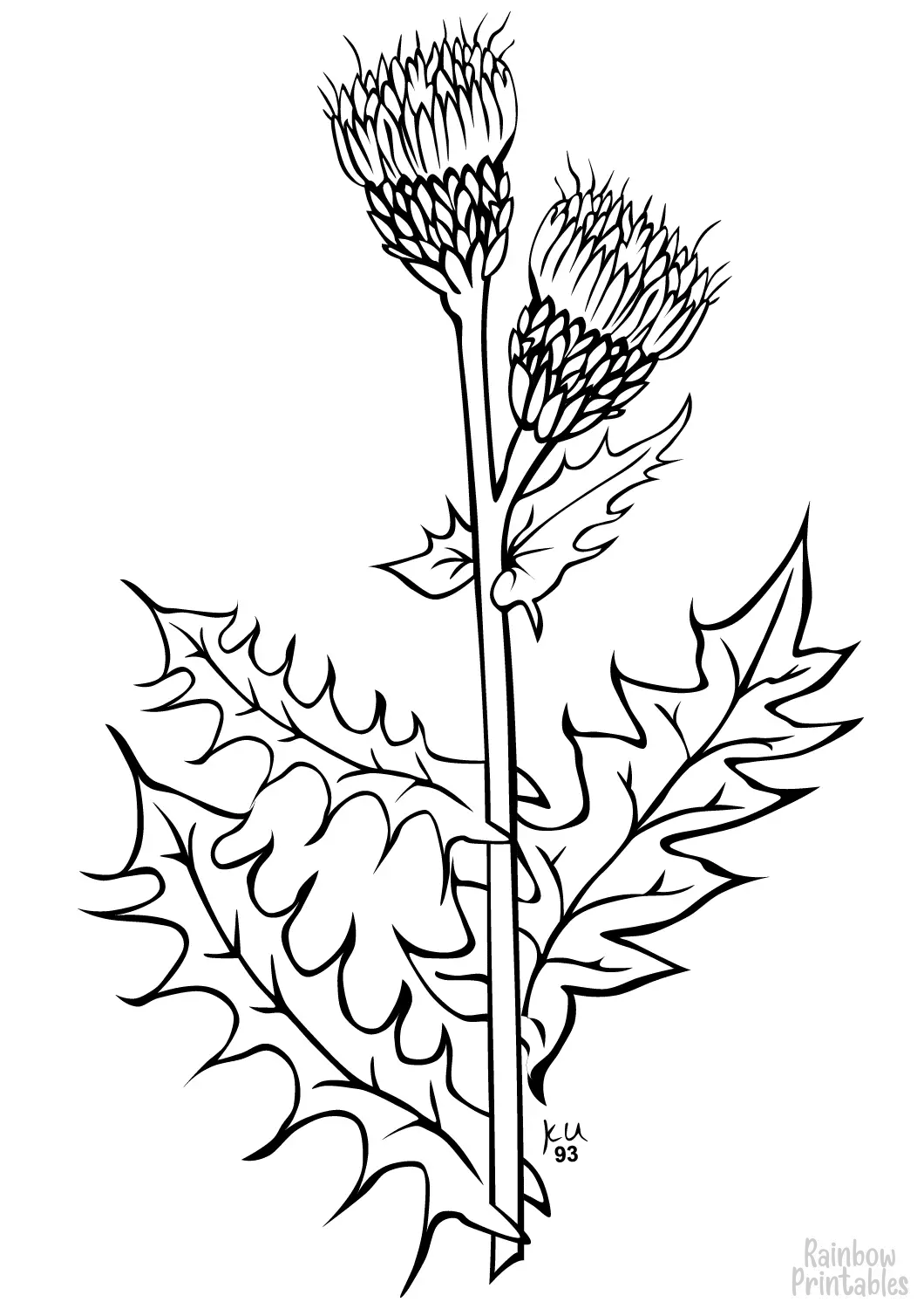 SIMPLE-EASY-line-drawings-CREEPING-THISTLE-coloring-page-for-kids Outline