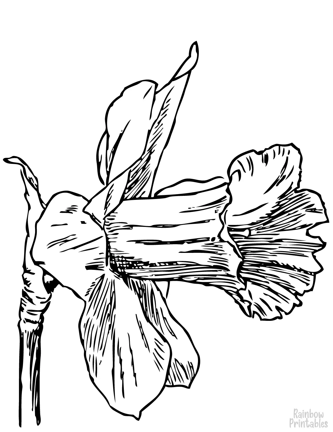 SIMPLE-EASY-line-drawings-DAFFODILS-coloring-page-for-kids Outline