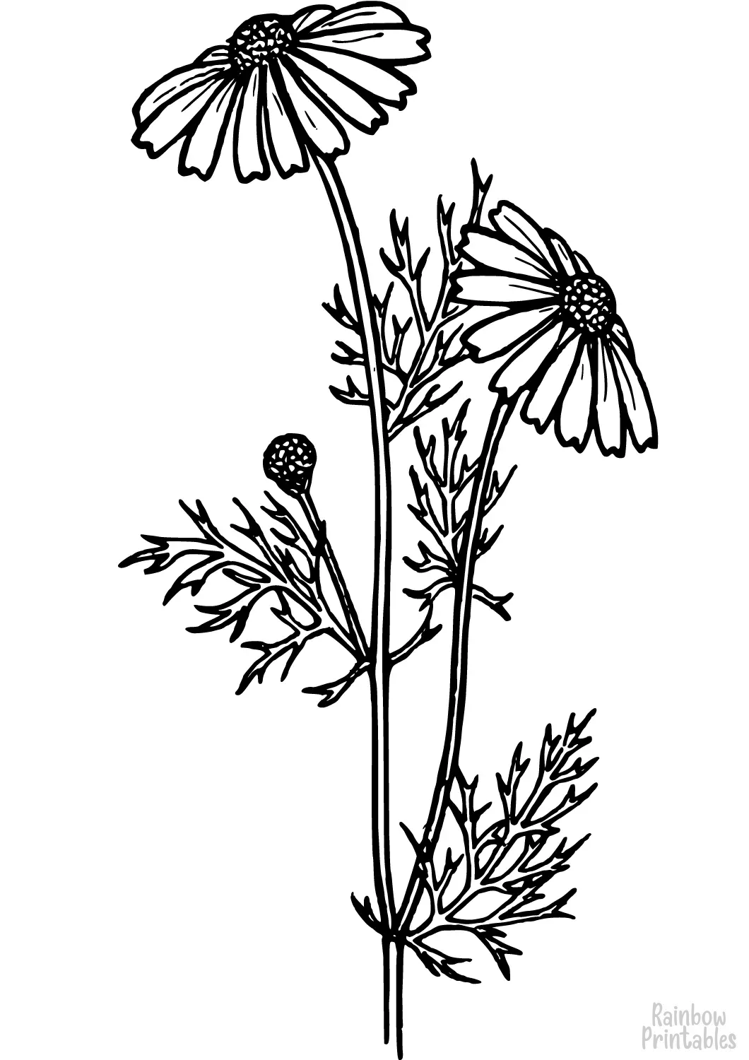 SIMPLE-EASY-line-drawings-DAISY-FLOWER-coloring-page-for-kids Outline