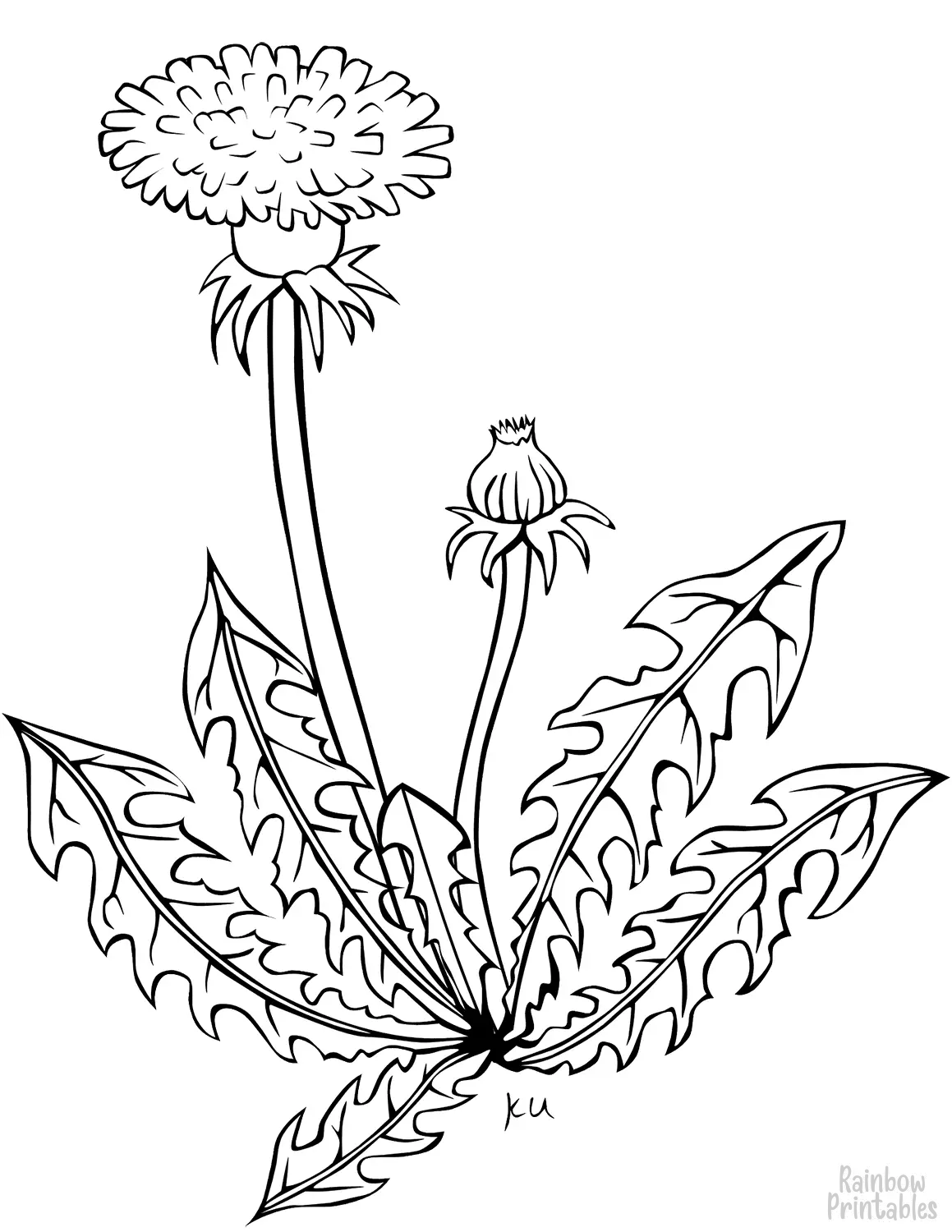 SIMPLE-EASY-line-drawings-DANDELION-FLOWER-coloring-page-for-kids Outline