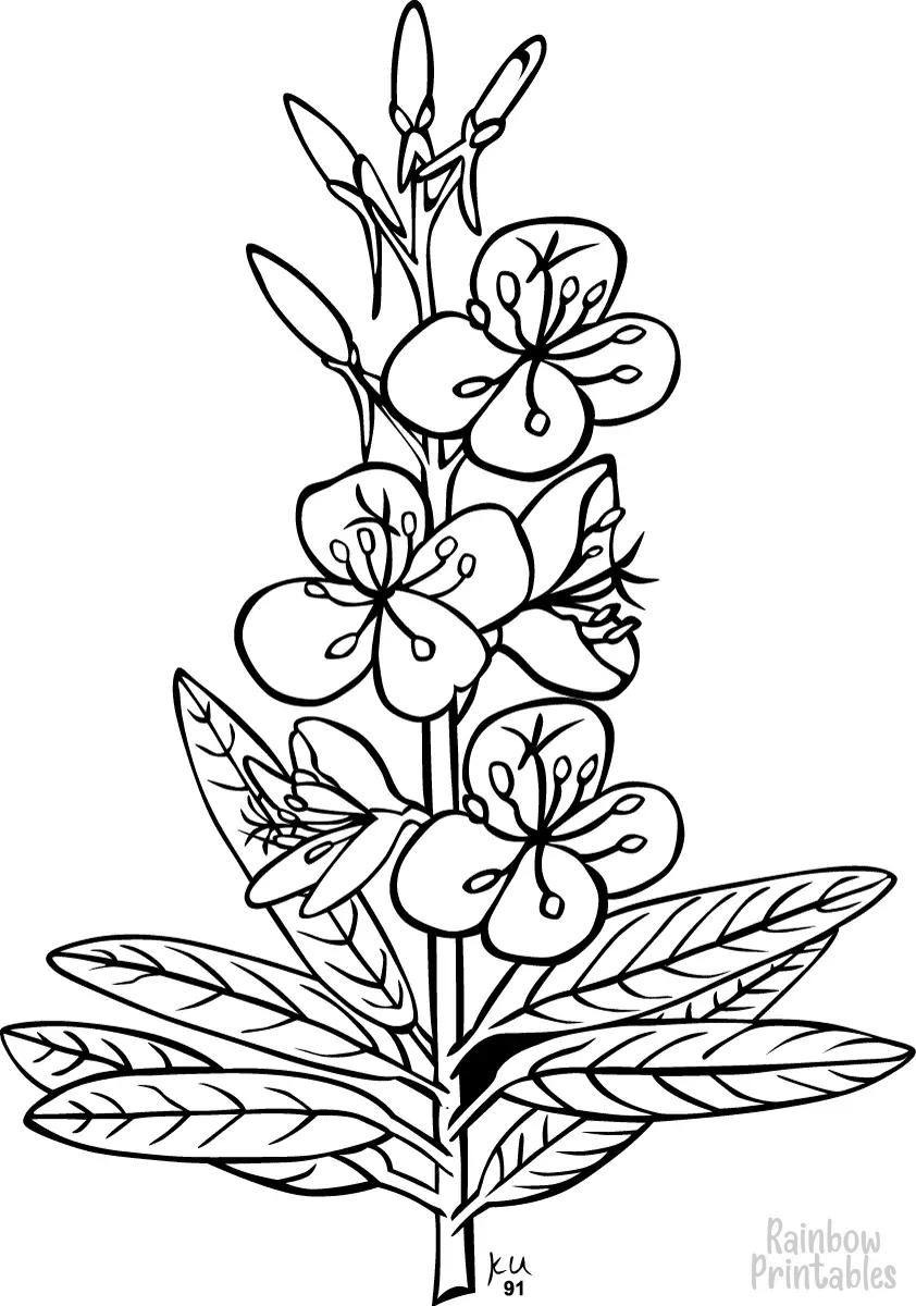 SIMPLE-EASY-line-drawings-fireweed-or-rosebay-willowherb-FLOWER-coloring-page-for-kids Outline