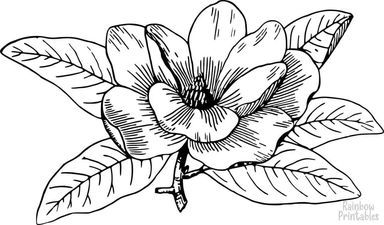 SIMPLE-EASY-line-drawings-MAGNOLIA-coloring-page-for-kids Outline