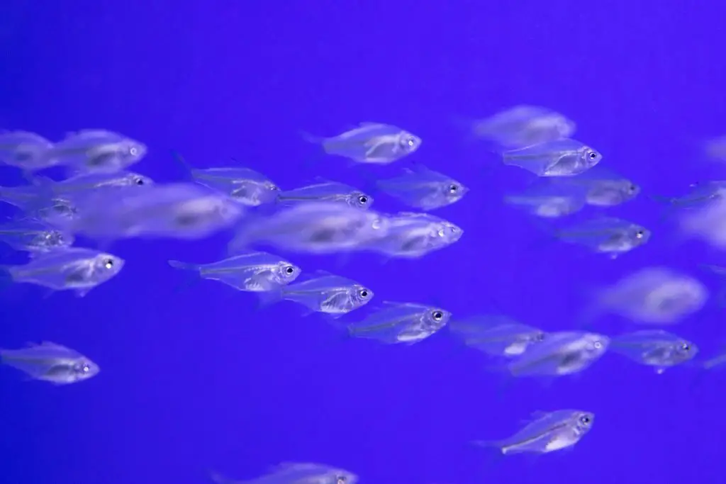 shoal of xray fish pexels