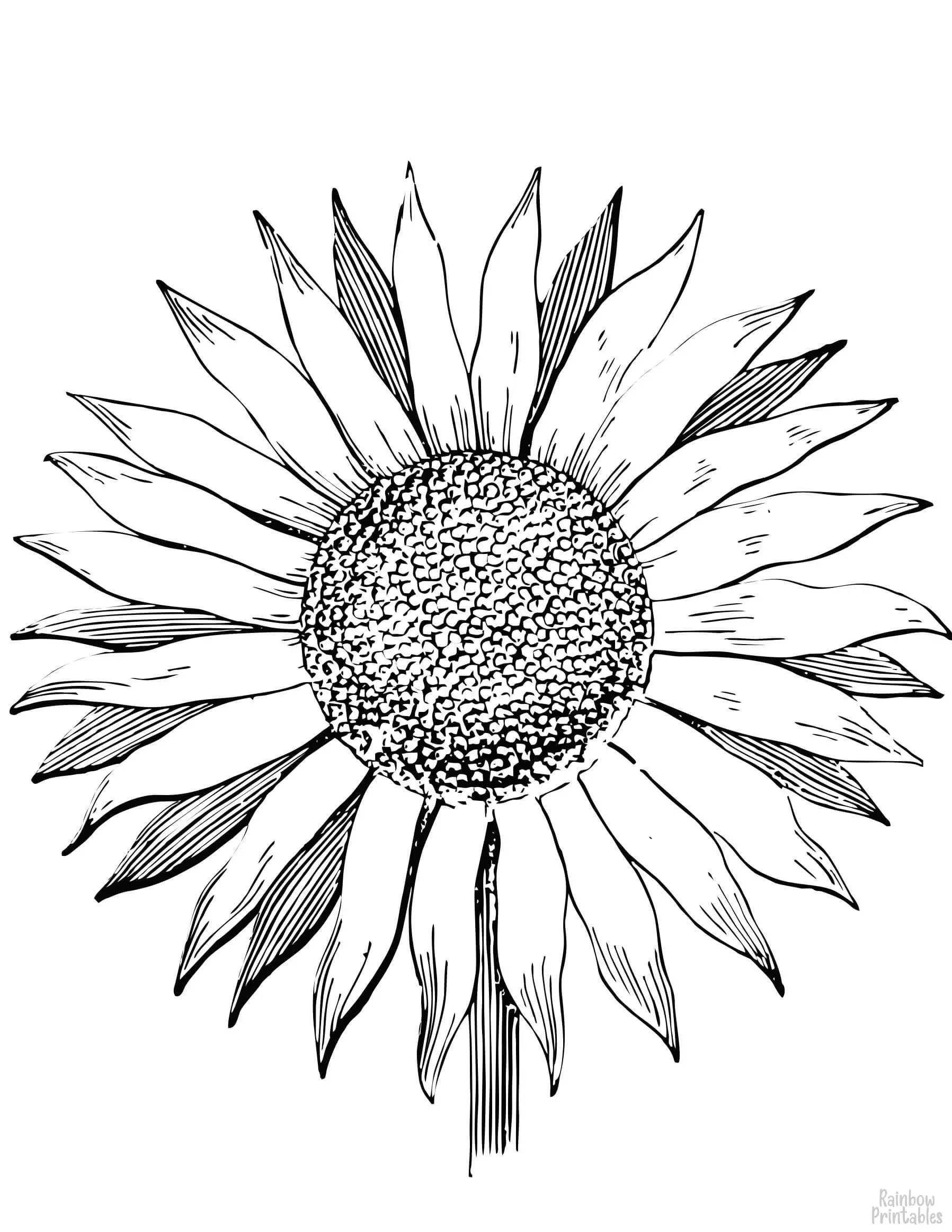 SIMPLE-EASY-line-drawings-SUNFLOWER-coloring-page-for-kids Outline