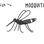 How To Draw a Mosquito Insect Pest (Step by Step Guide)