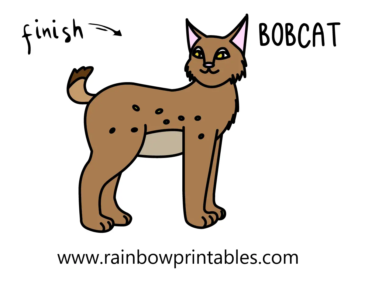 HOW TO DRAW A BOBCAT ANIMAL BIG CAT LEOPARD STEP BY STEP EASY SIMPLE FOR KIDS Final