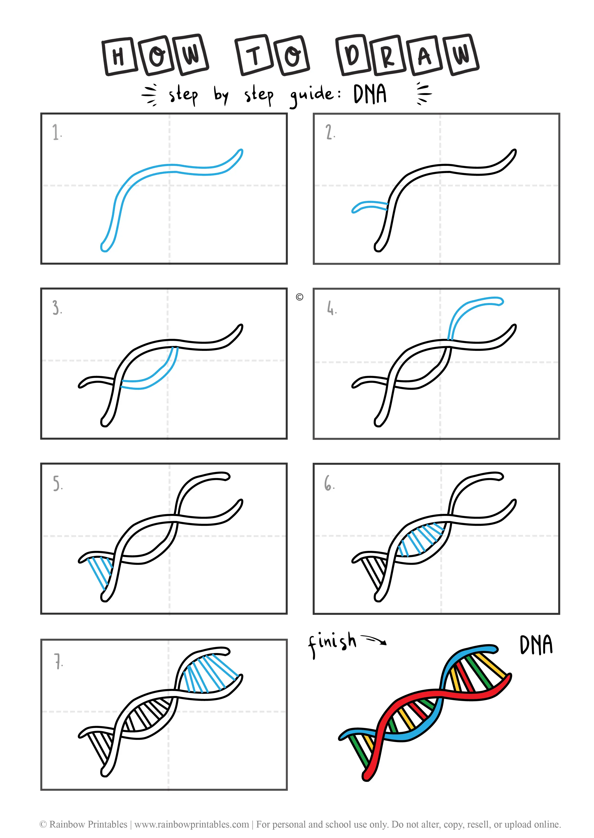 HOW TO DRAW A DNA STRAND GUIDE ILLUSTRATION STEP BY STEP EASY SIMPLE FOR KIDS Final