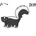 How To Draw an Easy & Cute Little Skunk - Step By Step Guide For Kids