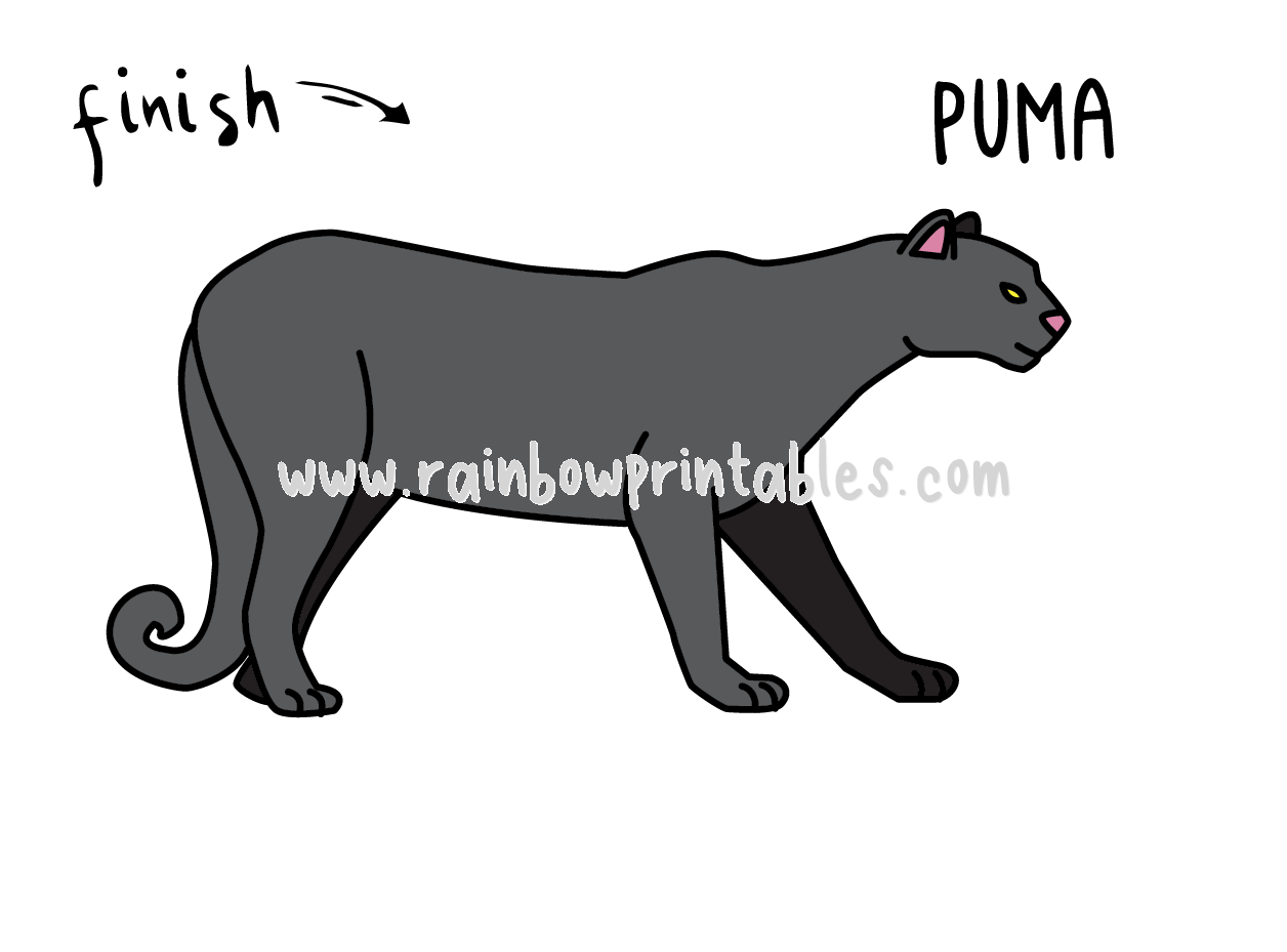 How To Draw A Puma Mountain Lion Cougar Easy Cartoon Drawing Guide For Kids Rainbow Printables