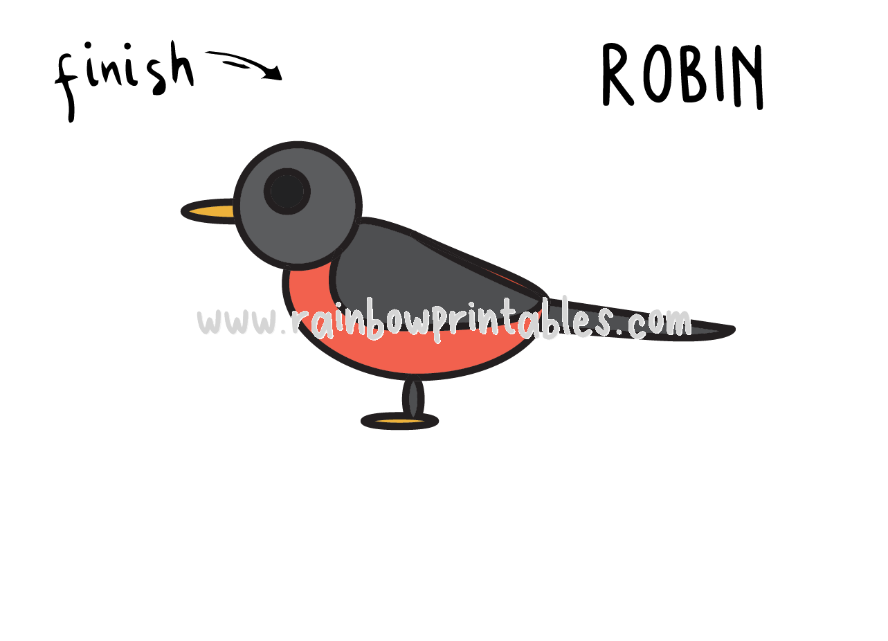 Learn How to Draw a Robin (Birds) Step by Step : Drawing Tutorials