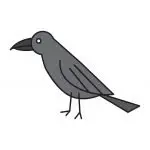 How To Draw a Black Raven (Bird) - Easy Tutorial for Kids