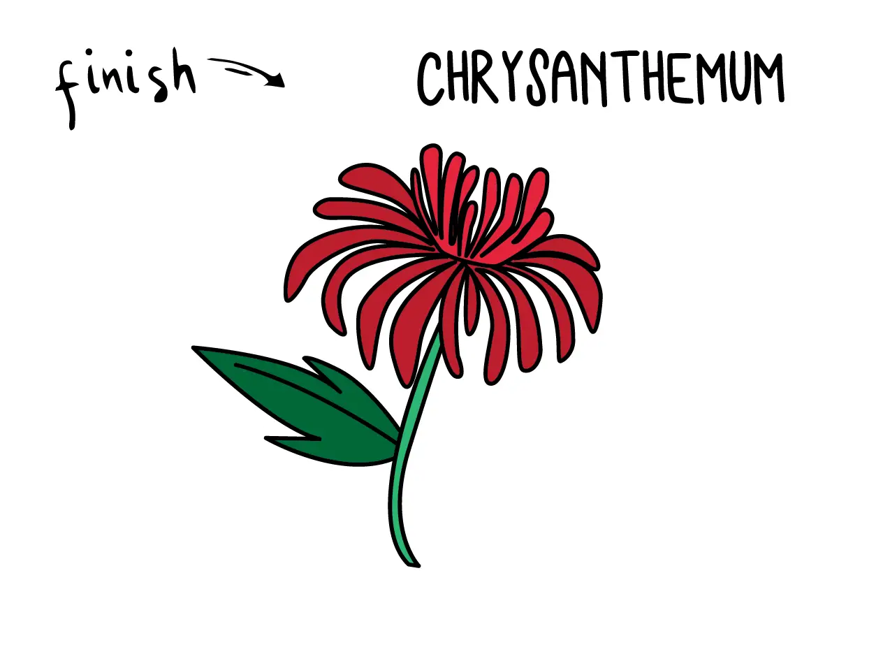 How To Draw a CHRYSANTHEMUM FLOWER Step By Step Easy Simple Drawing Guide for Kids FINAL