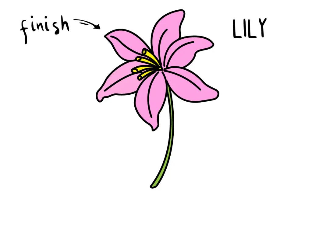 draw lily flower - Clip Art Library