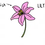 How To Draw a Beautiful Pink Lily Flower (Easy For Little Kids)