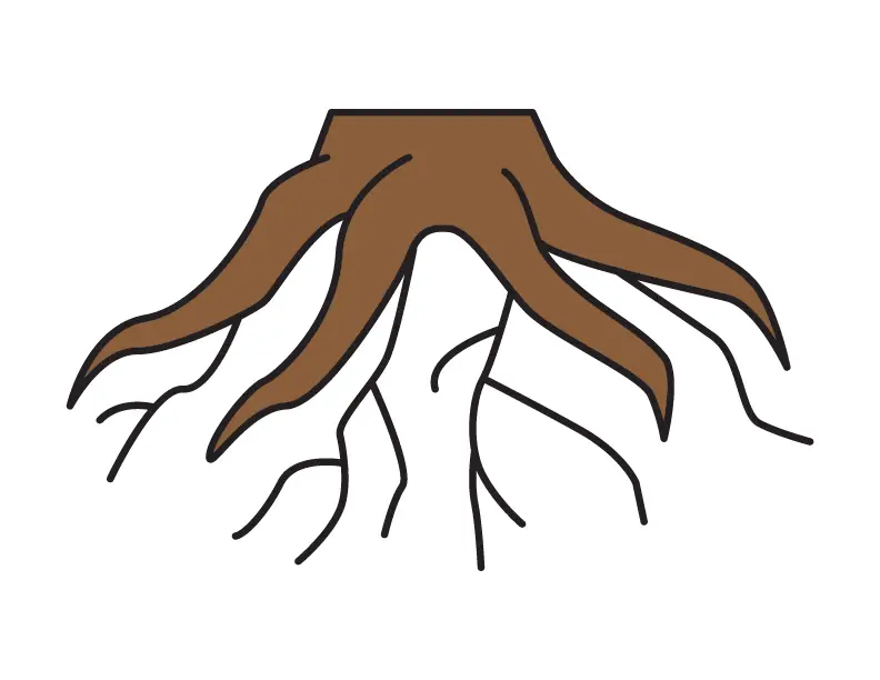 Roots Drawing How To Draw
