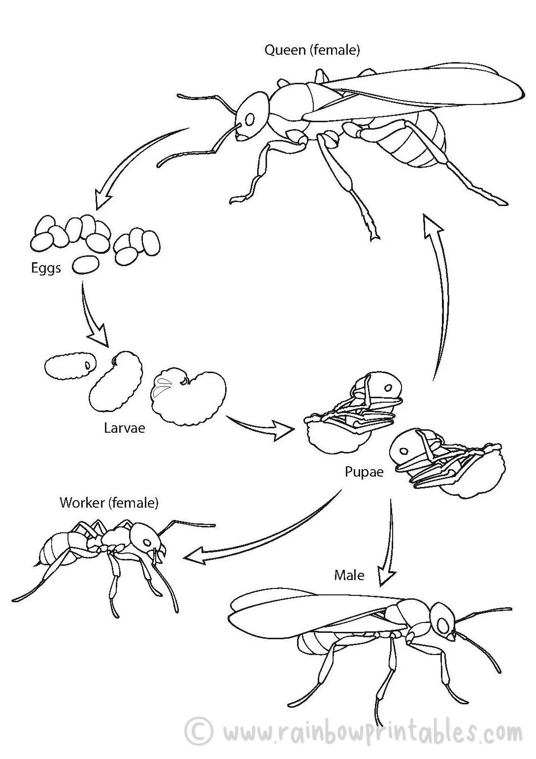 insect-science-STEM-activity-for-kids-ant-life-cycle-coloring-page
