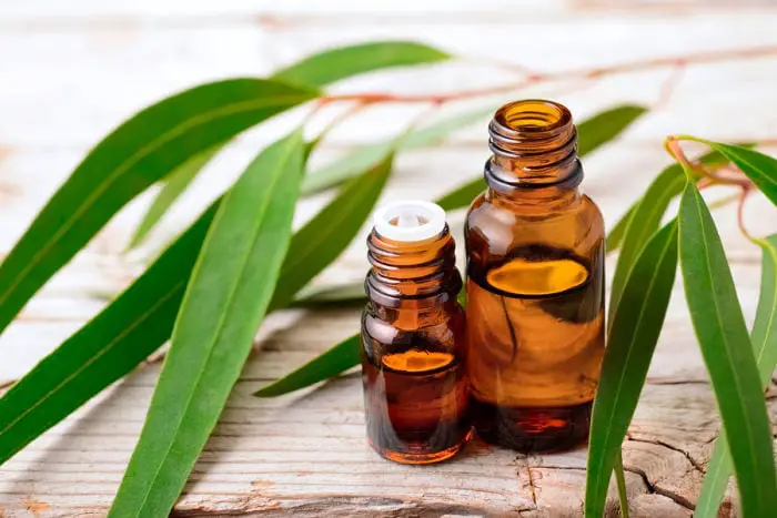 lemon-eucalyptus-essential-oil Always dilute EO oil, they are very concentrated and pack quite a punch! I know most of you already know this but just in case! Especially with kids, do these with supervision.